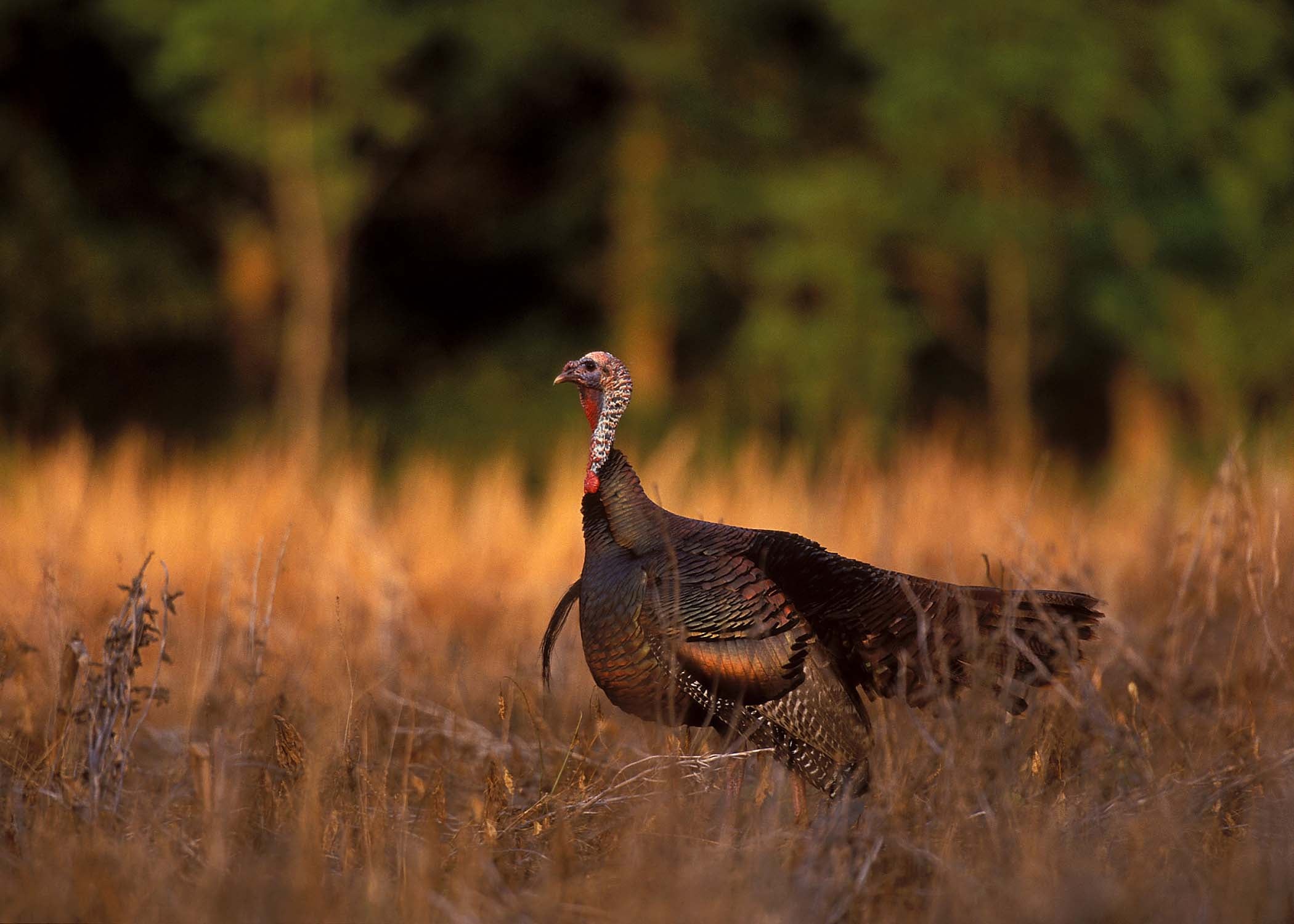 Alabama Wild Turkey Hunting Season 2024 Jandy Lindsey